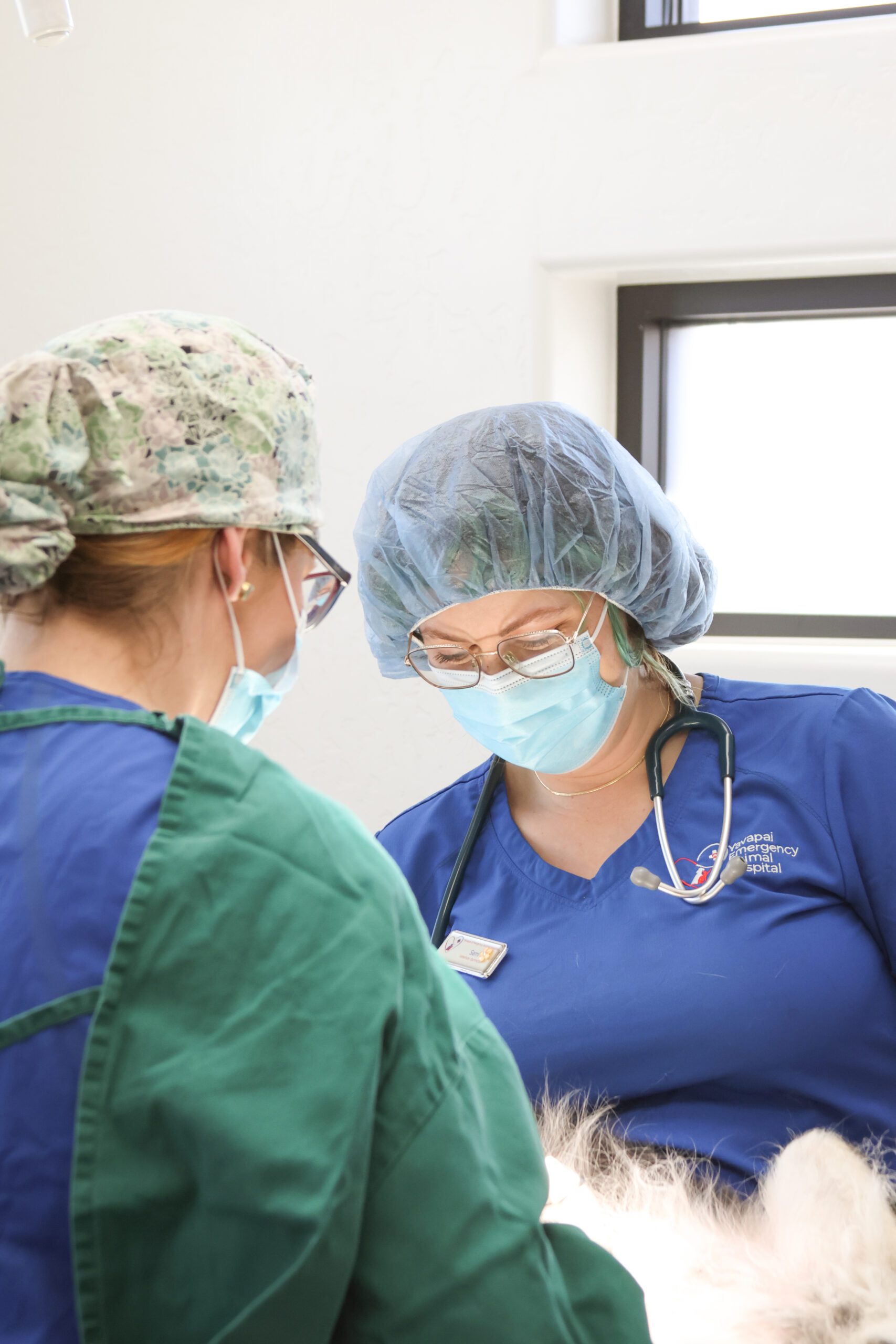 Veterinary Emergency Care in Prescott, AZ Urgent Pet Prescott